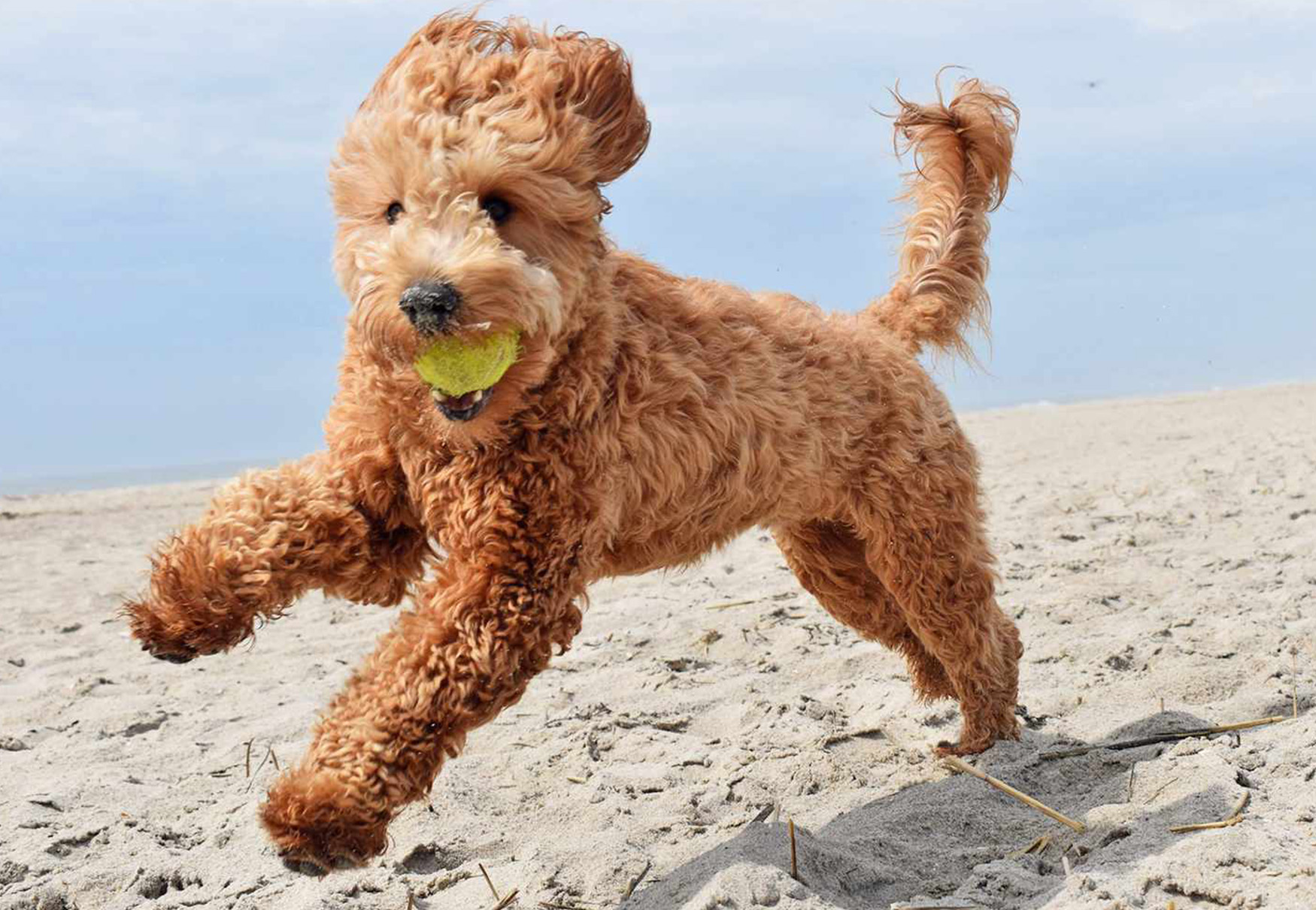 cane che corre con pallina