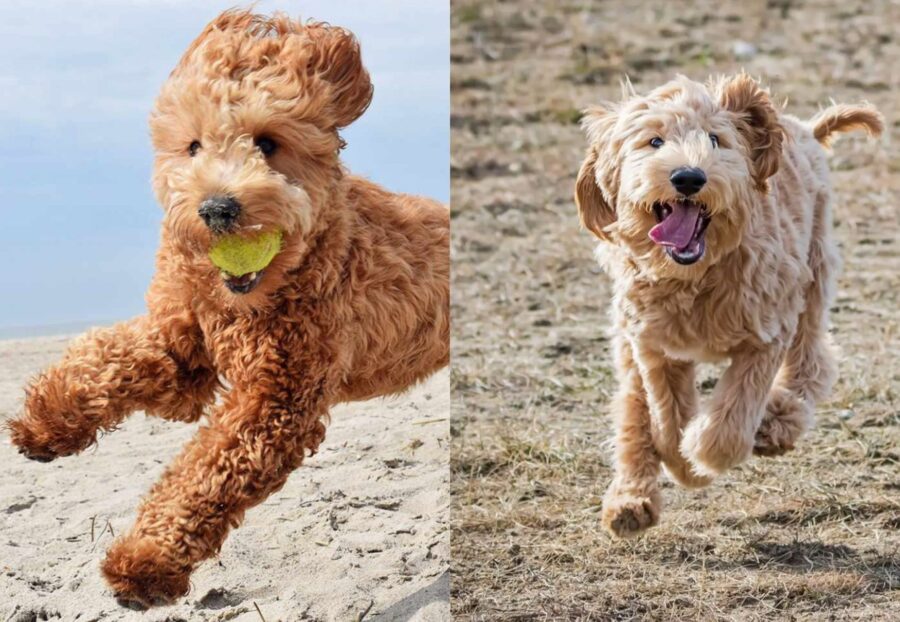 Labradoodle vs Goldendoodle: punti in comune e differenze