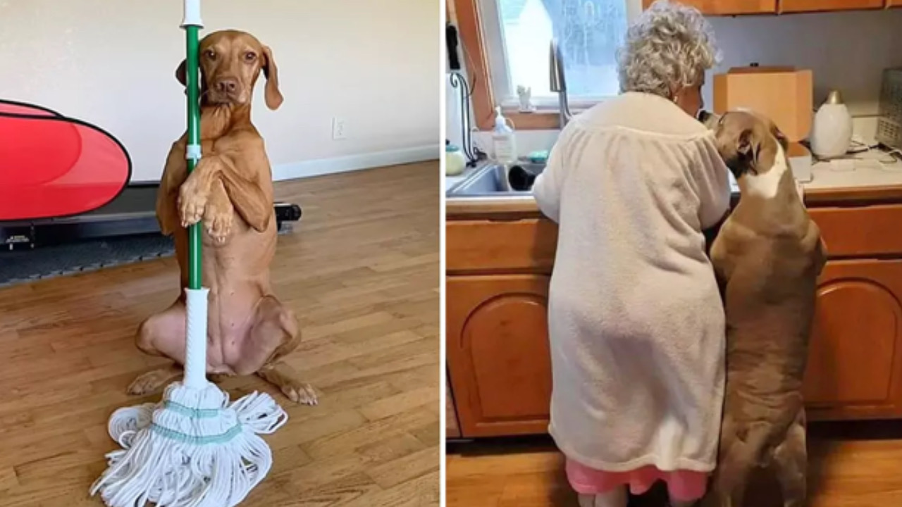 Cane aiuta la sua vecchietta