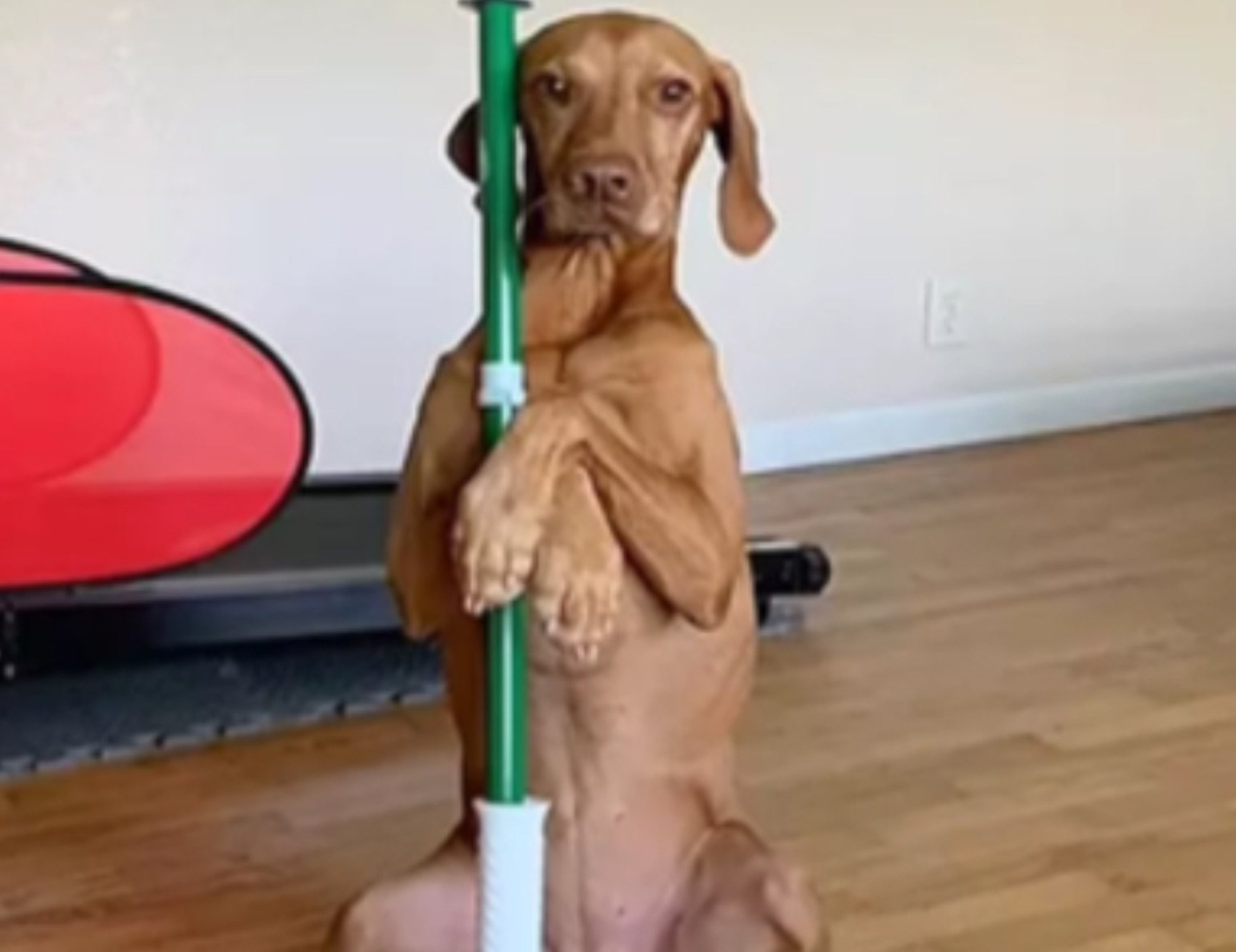 Cane ha un bastone