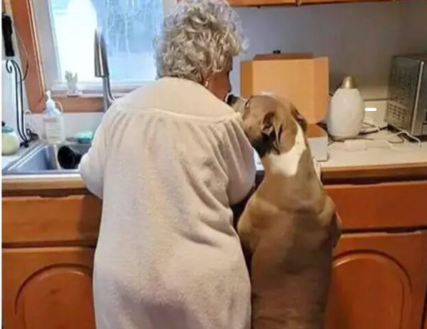 L’amore e la fedeltà del cane che aiuta la nonnina di 95 anni durante i suoi lavori di casa
