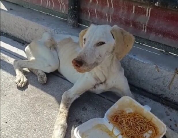 “L’ho incontrato così”: il prima e dopo di questo cane lascia tutti a bocca aperta