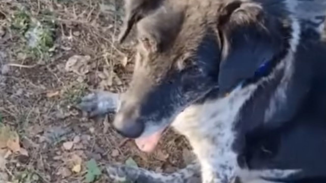 Cane bianco e nero