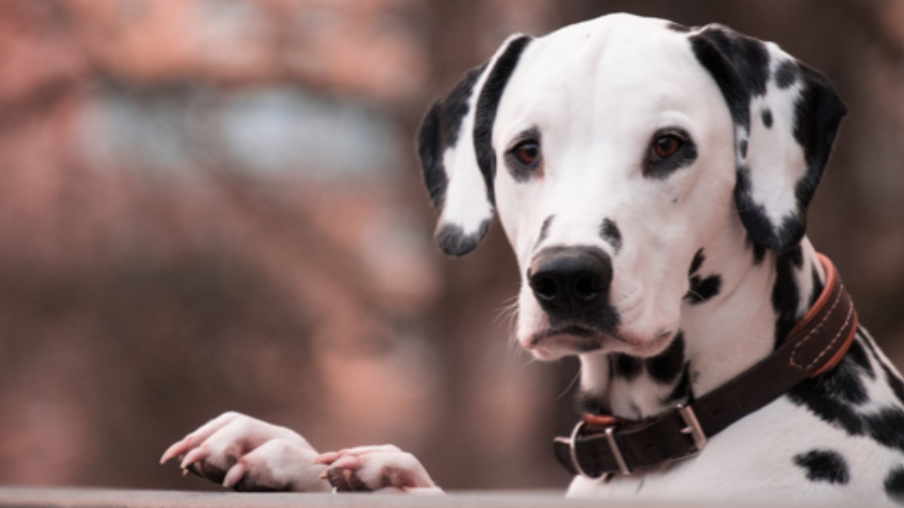 Cane guarda avanti