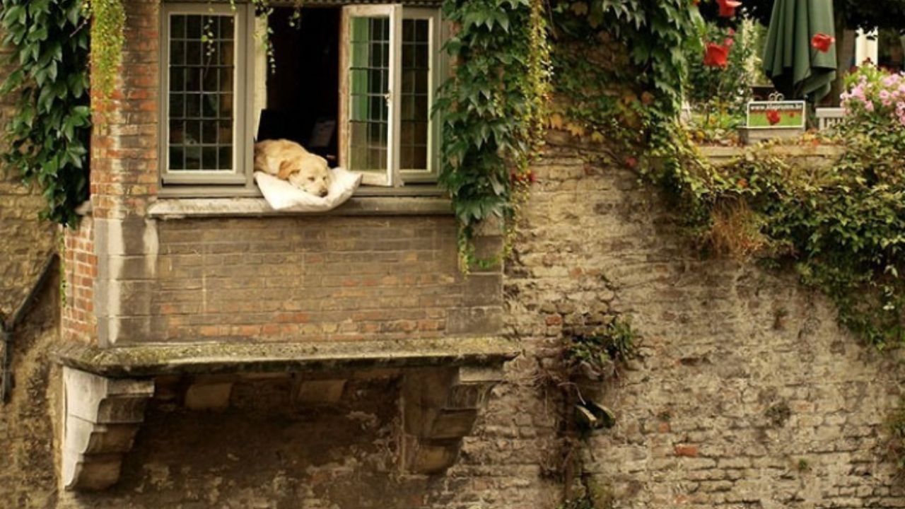 Cane si riposa sul cuscino