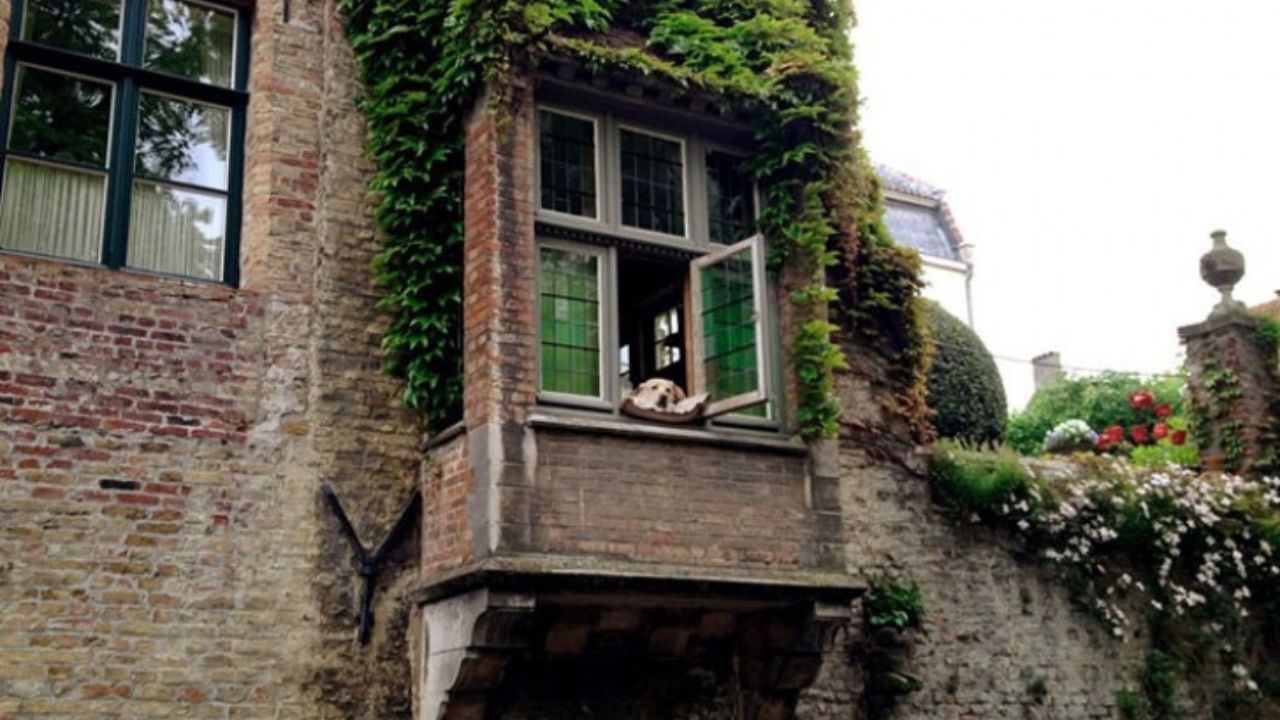 Labrador affacciato sul balcone di un hotel