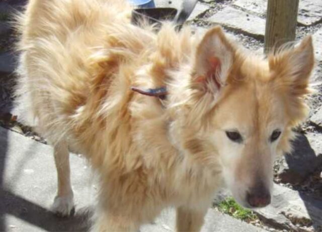 L’uomo raccoglie un cane dalla strada, ma capisce solo quando diventa grande qual è la sua razza