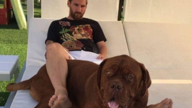 Messi lo tratta come un figlio: lui è Hulk, il cane che pesa quasi quanto il famoso calciatore