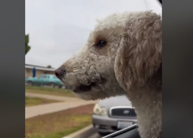 “Mi si è fermato il cuore”: il cane fa un gesto spaventoso per raggiungere il suo migliore amico