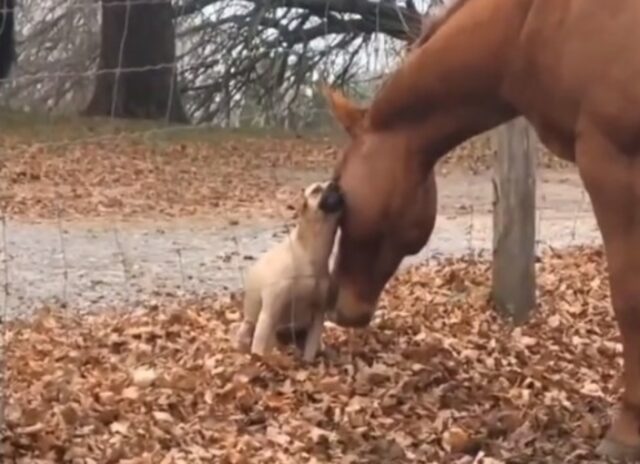 Non si lasciano mai: l’amicizia tra il cane e il cavallo supera qualsiasi confine e ostacolo