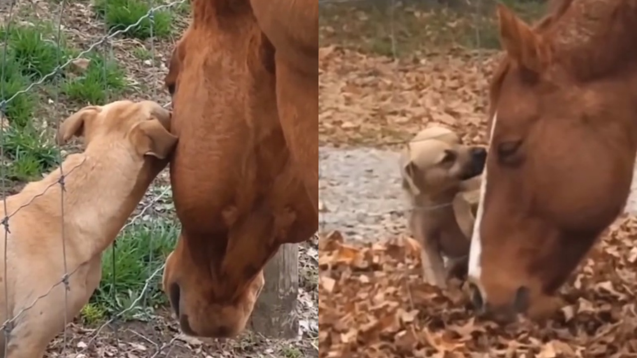 cane e cavallo