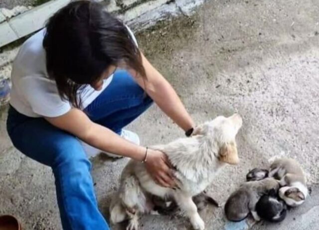 Nonostante la zampa rotta, la cagnolina incinta ha lottato per far venire al mondo i suoi cuccioli