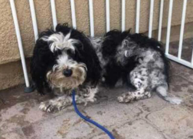 Pieno di zecche e parassiti, attaccato dagli animali selvatici: questo cane ha pensato di farla finita