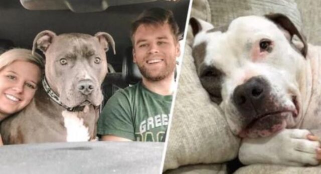 Ciò che è successo quando l’enorme cane di questa coppia ha scoperto che stava per avere un fratello dal canile