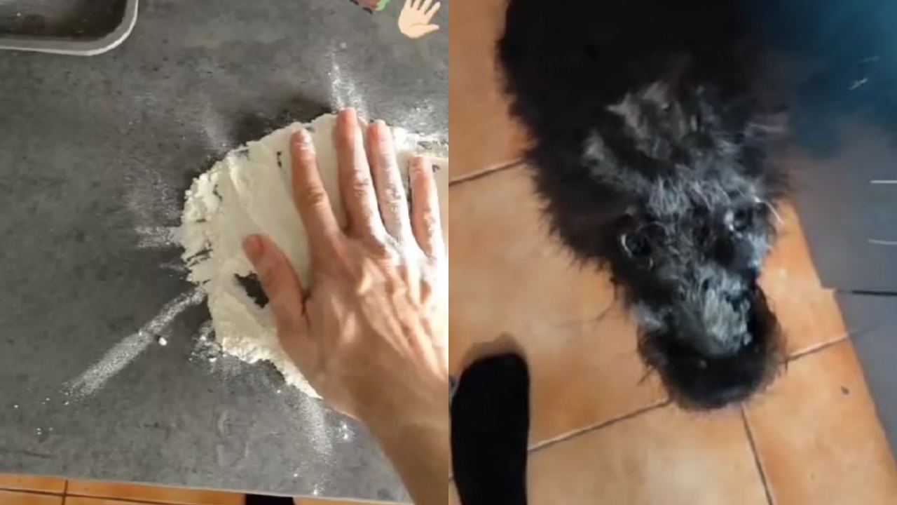 cane nero e farina
