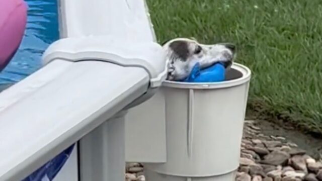 Questa cagnolina era diventata famosa per il suo modo di entrare in piscina, ma ora è volata via