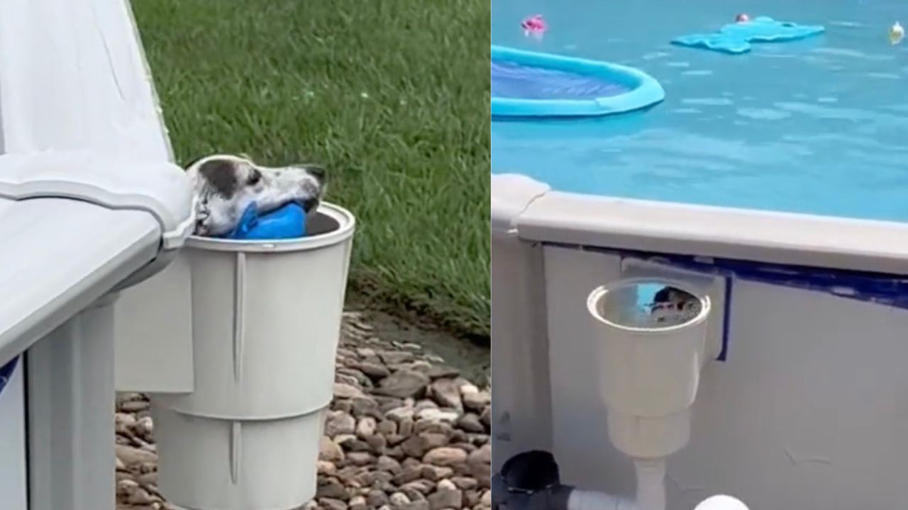 Cagnolina amante della piscina