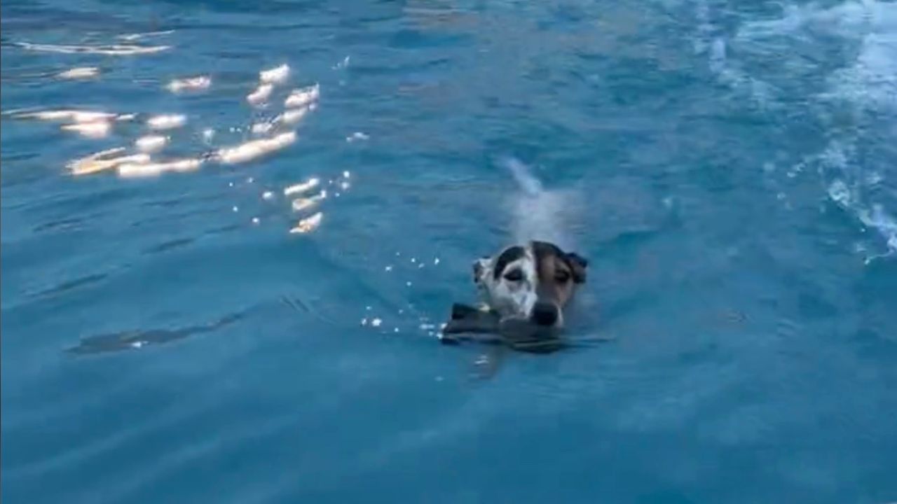 Cagnolina gioca in acqua