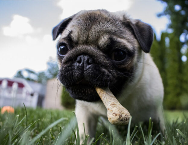 Queste sono le ragioni per cui il tuo cane fa queste stranissime cose