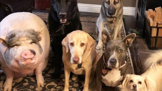 Questi cinque cani hanno adottato un maiale panciuto e adesso lui crede di essere uno di loro