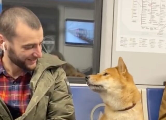 Questo adorabile Shiba Inu vuole diventare il migliore amico di tutti in metropolitana