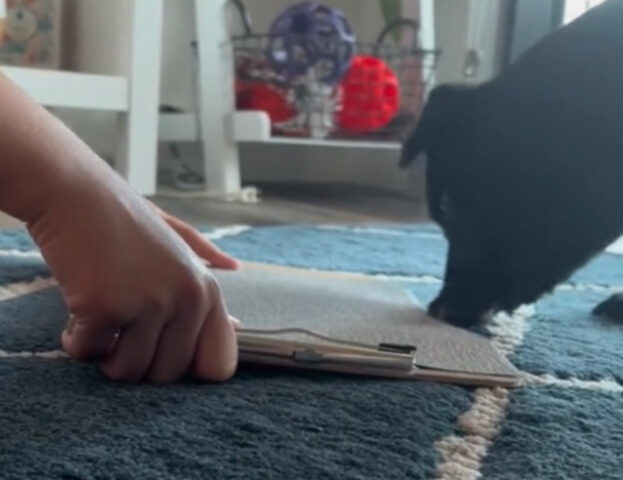Questo è il trucchetto che devi conoscere per limare senza disagi le unghie del tuo cane