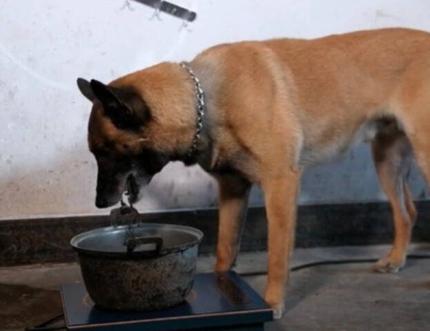 Scommettiamo che la routine di questo cane vi lascerà a dir poco di stucco