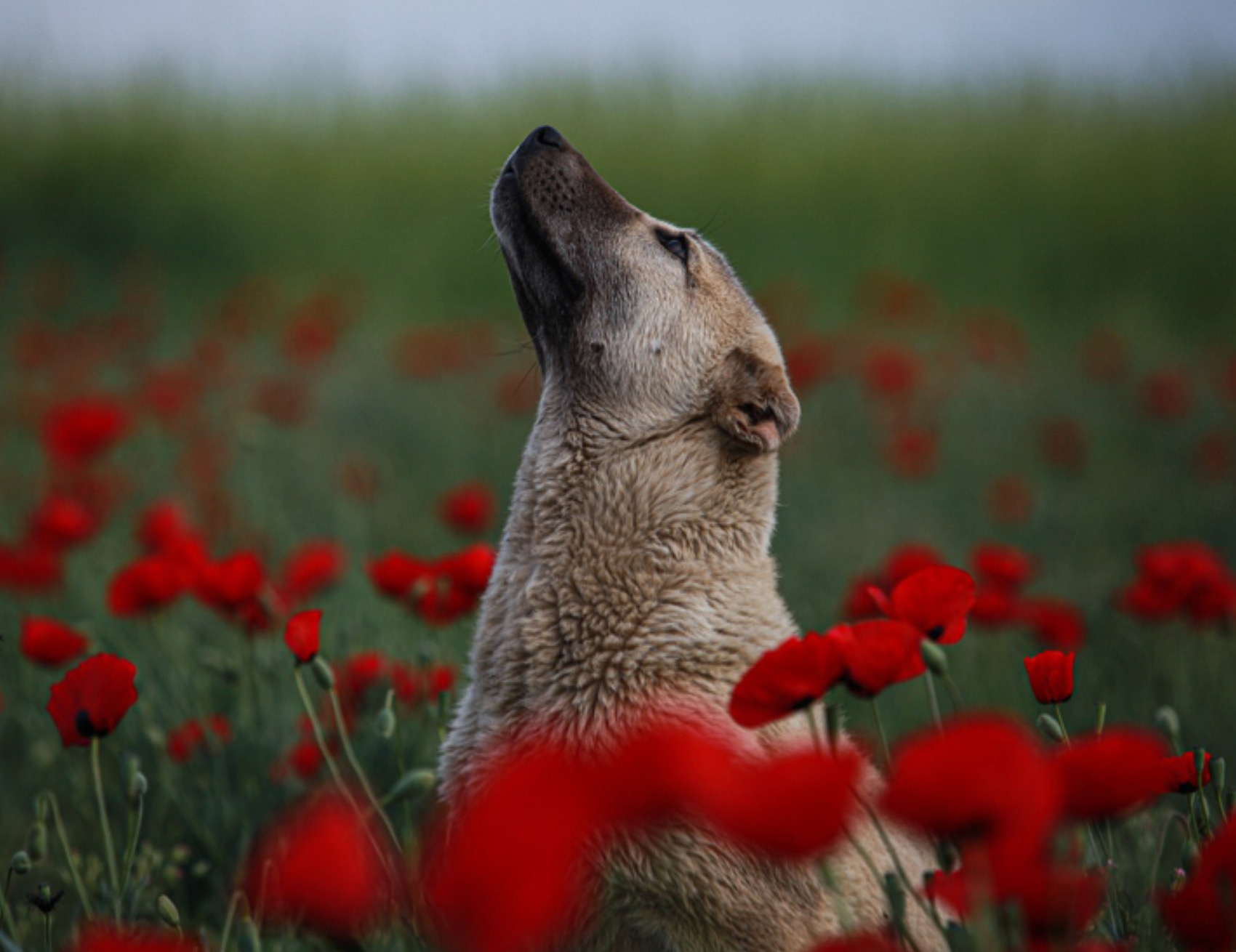 Cane guarda il cielo