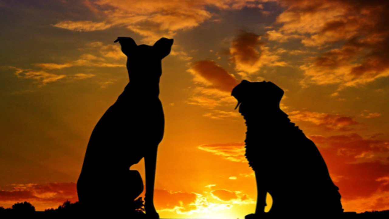 Cani al tramonto