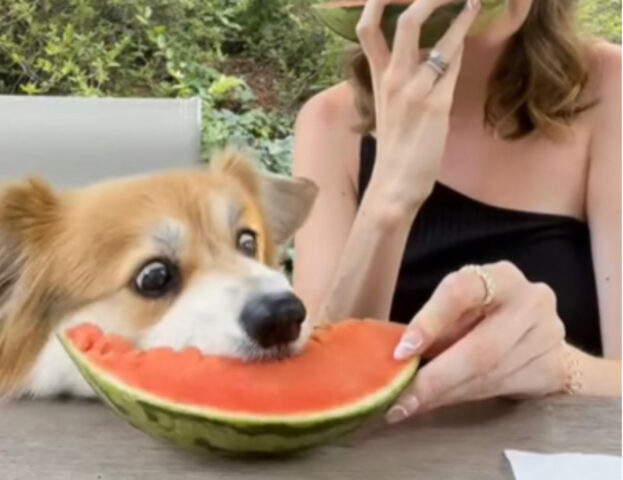 Sì, l’espressione di questo cane mentre mangia l’anguria è di puro godimento