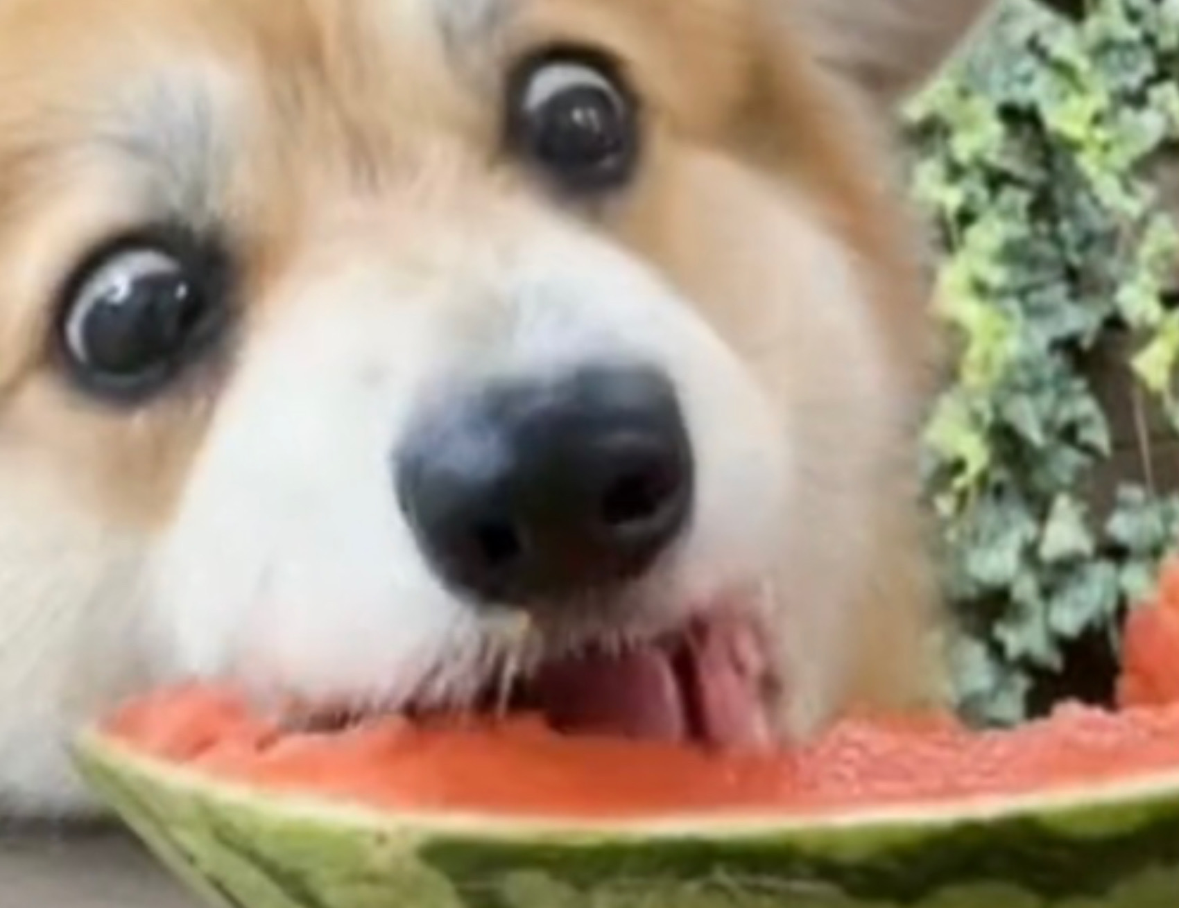 Cane adora l’anguria