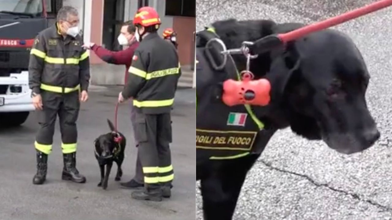 Cane vigile del fuoco va in pensione