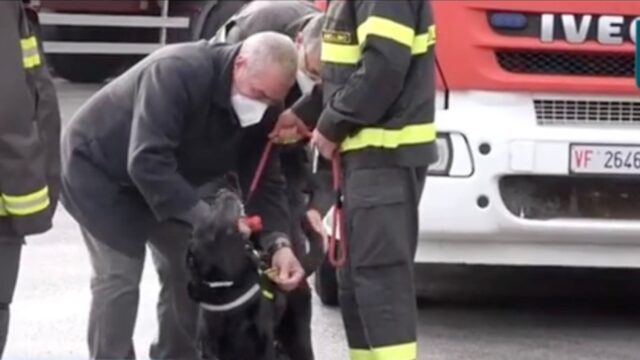 Sì, questo è il pensionamento del cane vigile del fuoco. Ed è bellissimo