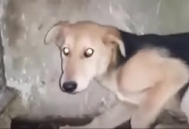 Terrorizzato, questo cane prova a nascondersi anche quando vogliono davvero aiutarlo