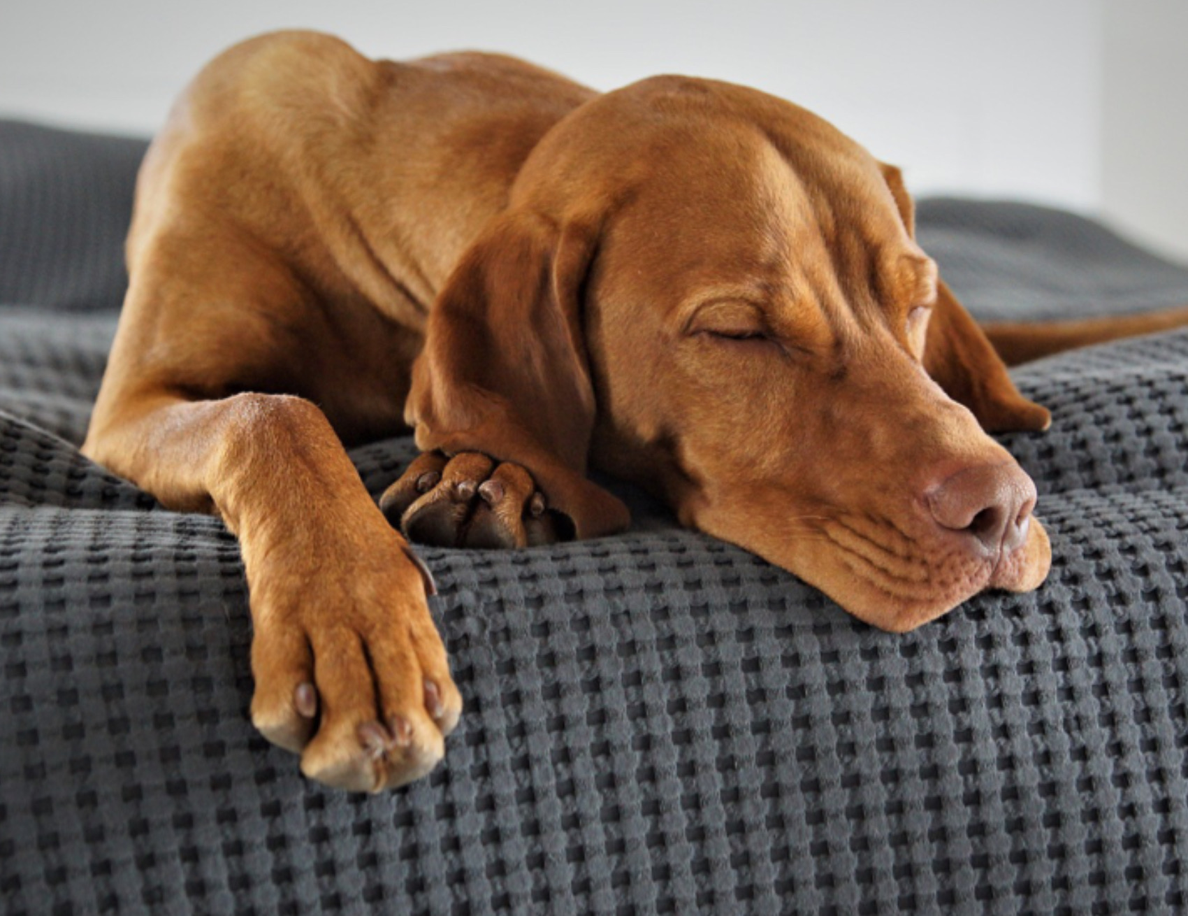 Cane dorme sul divano