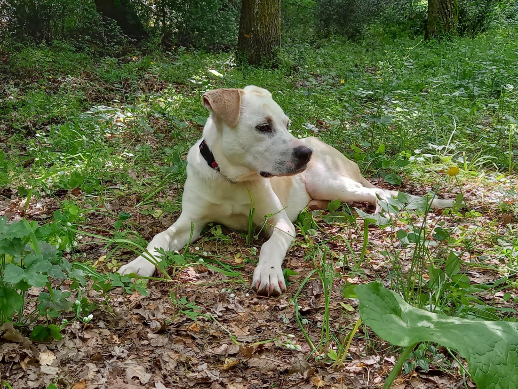 cagnolina sull'erba