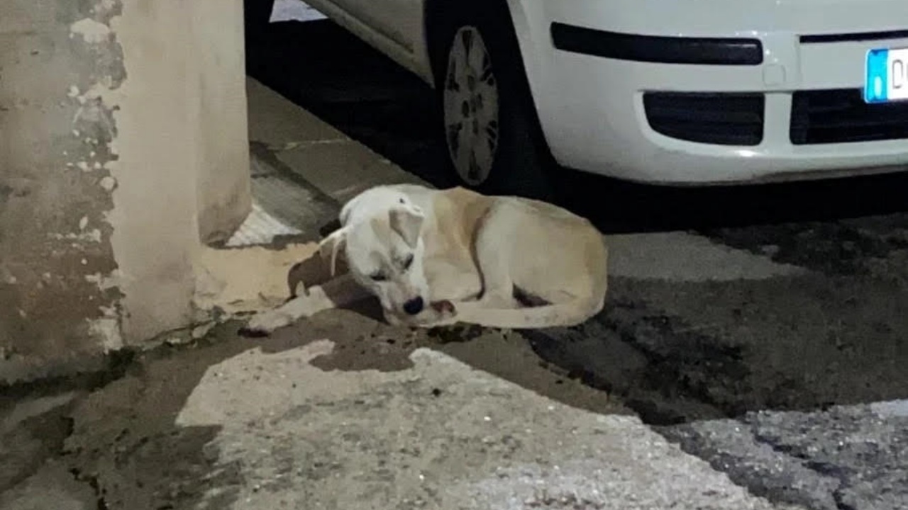 cagnolina abbandonata