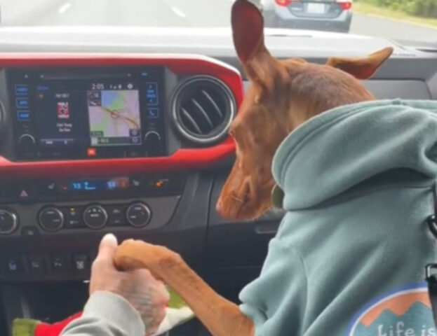 Zampa nella mano: questo cane affronta così i viaggi in macchina con il suo padrone