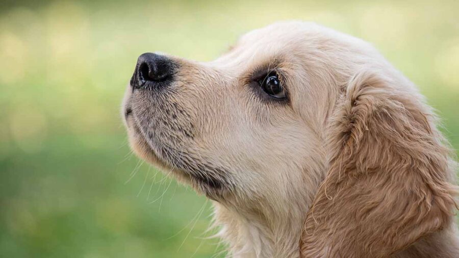 Sguardo fiducioso del cane