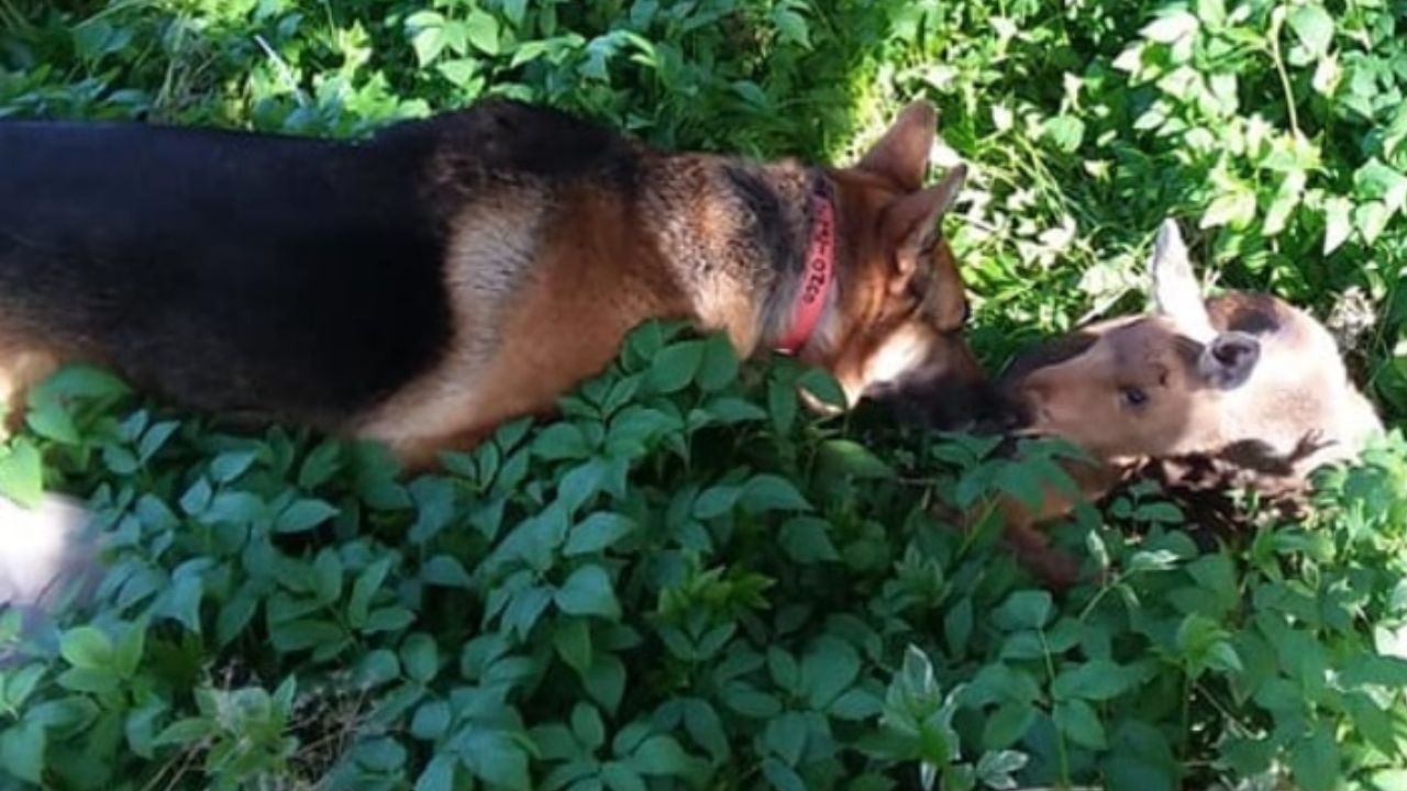 cane che annusa un cucciolo d'alce