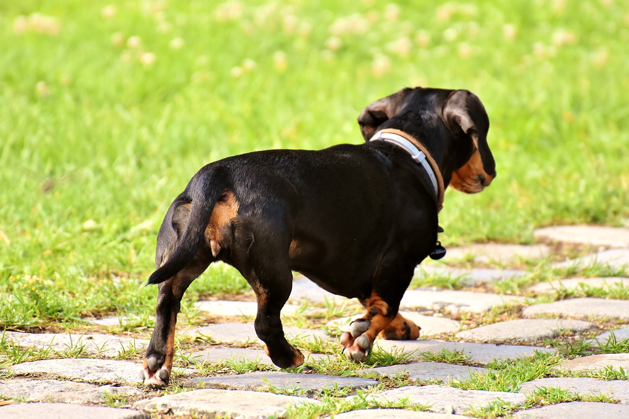 Bassotto passeggia