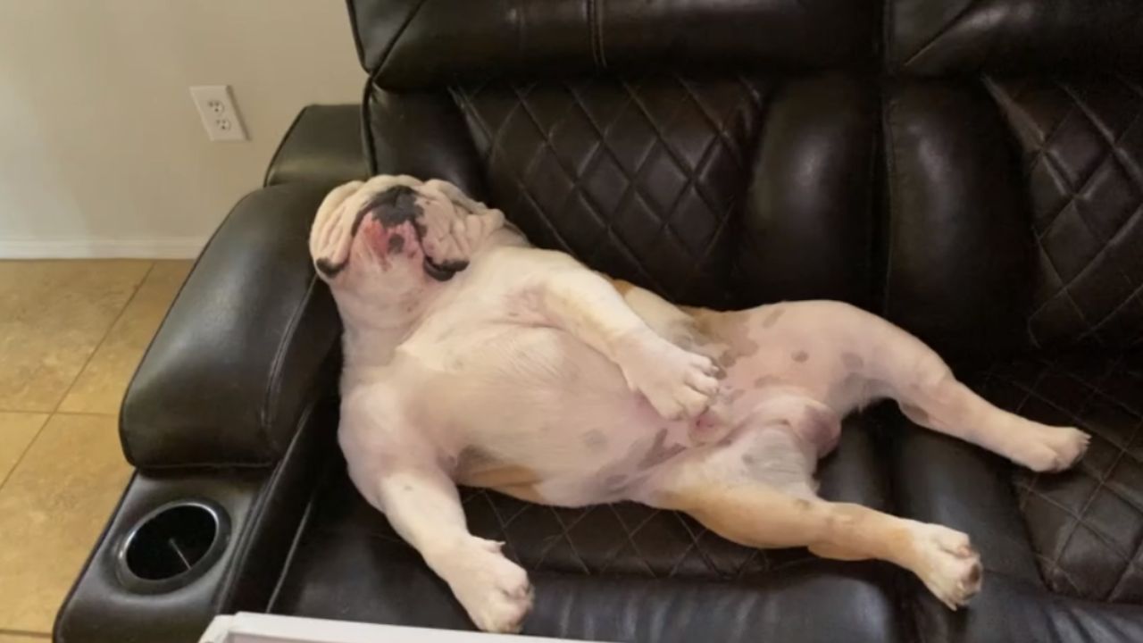 bulldog dorme sul divano