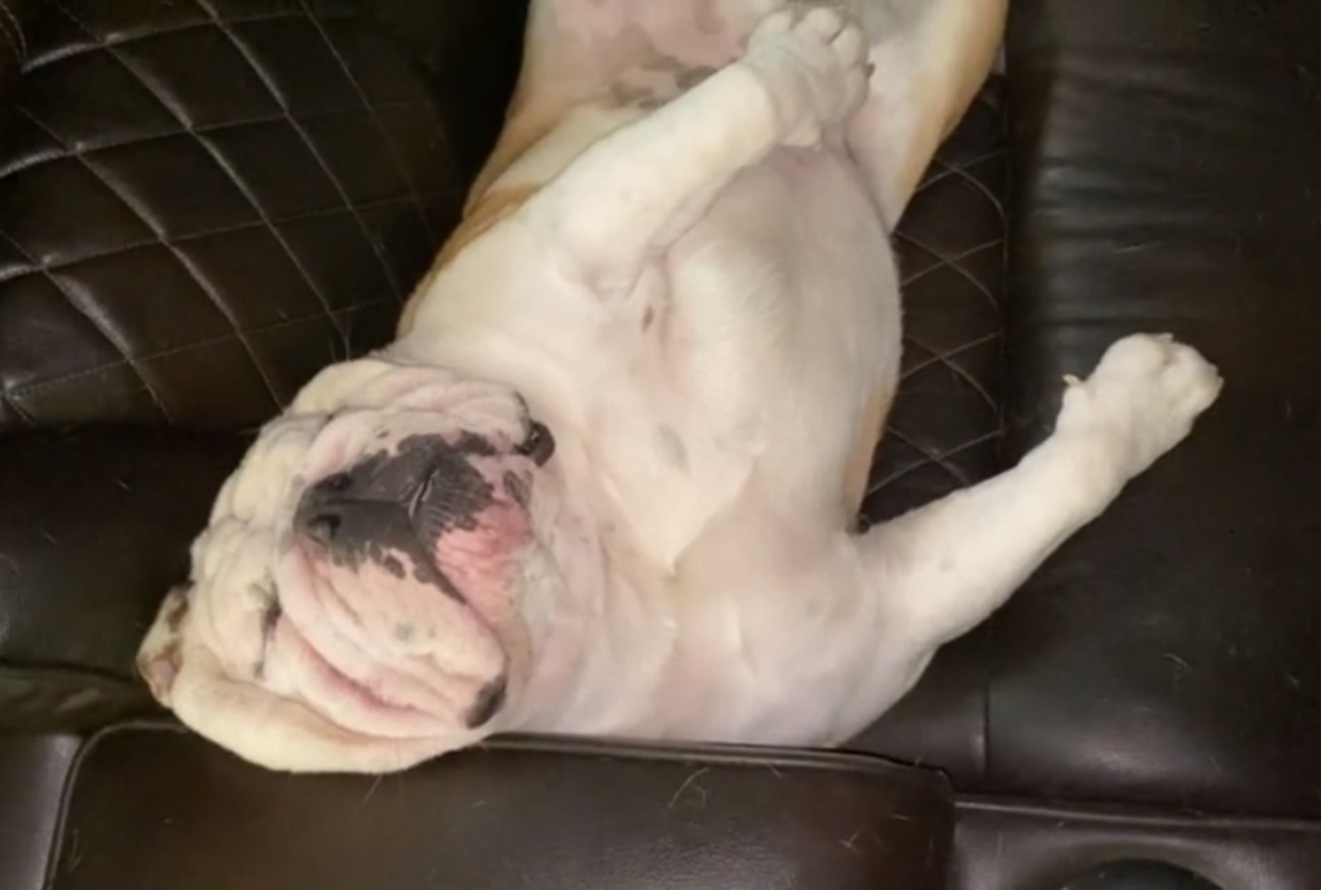 bulldog dorme sul divano