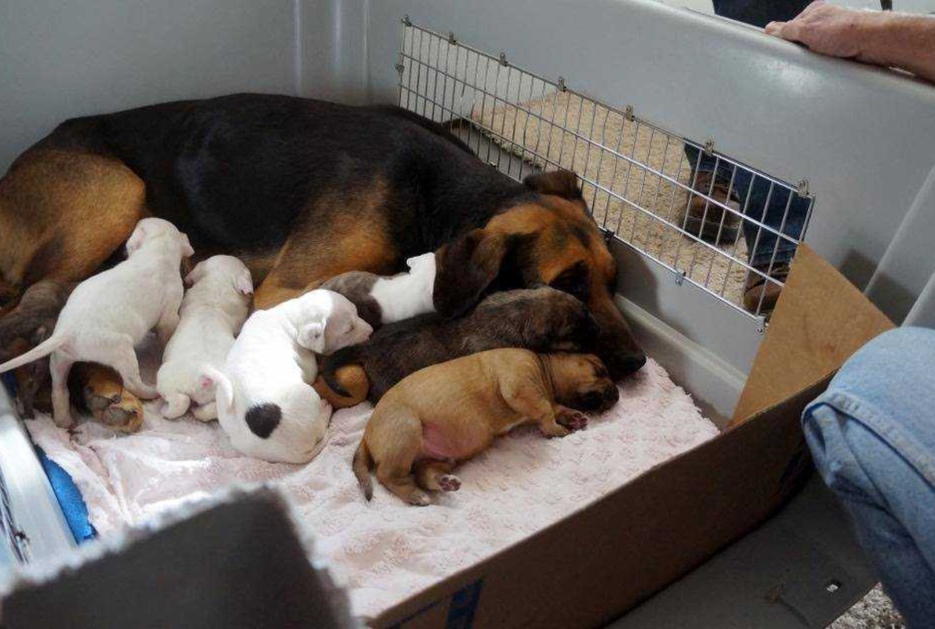 cagnolina adotta cuccioli