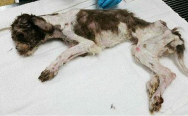L’hanno trovata inzuppata della sua stessa urina: questa cagnolina pesava meno di 2 kg quando è stata salvata