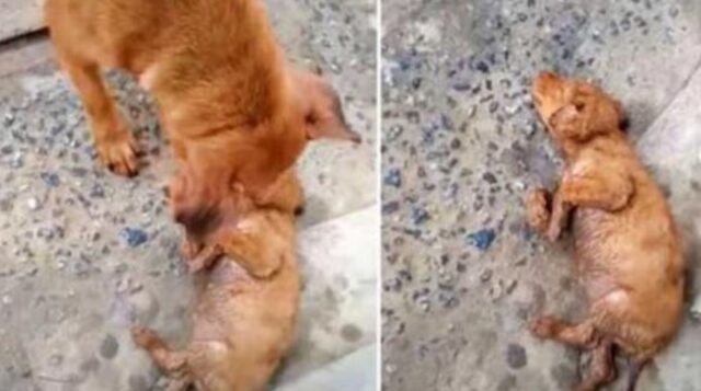 La cagnolina non riusciva più a svegliare il suo cucciolo e piangeva: una donna ha dovuto separarli