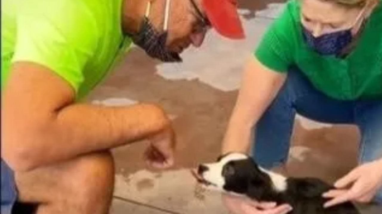 uomo piegato su un cane