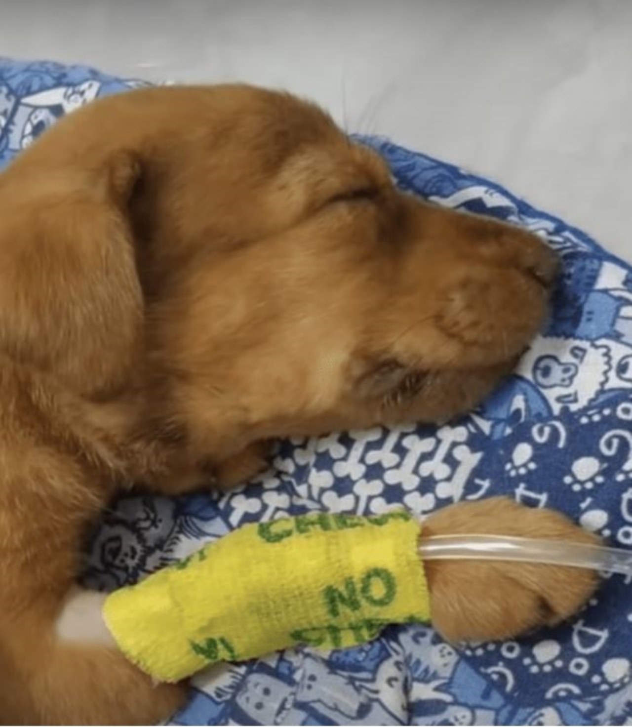 Un cagnolino in clinica