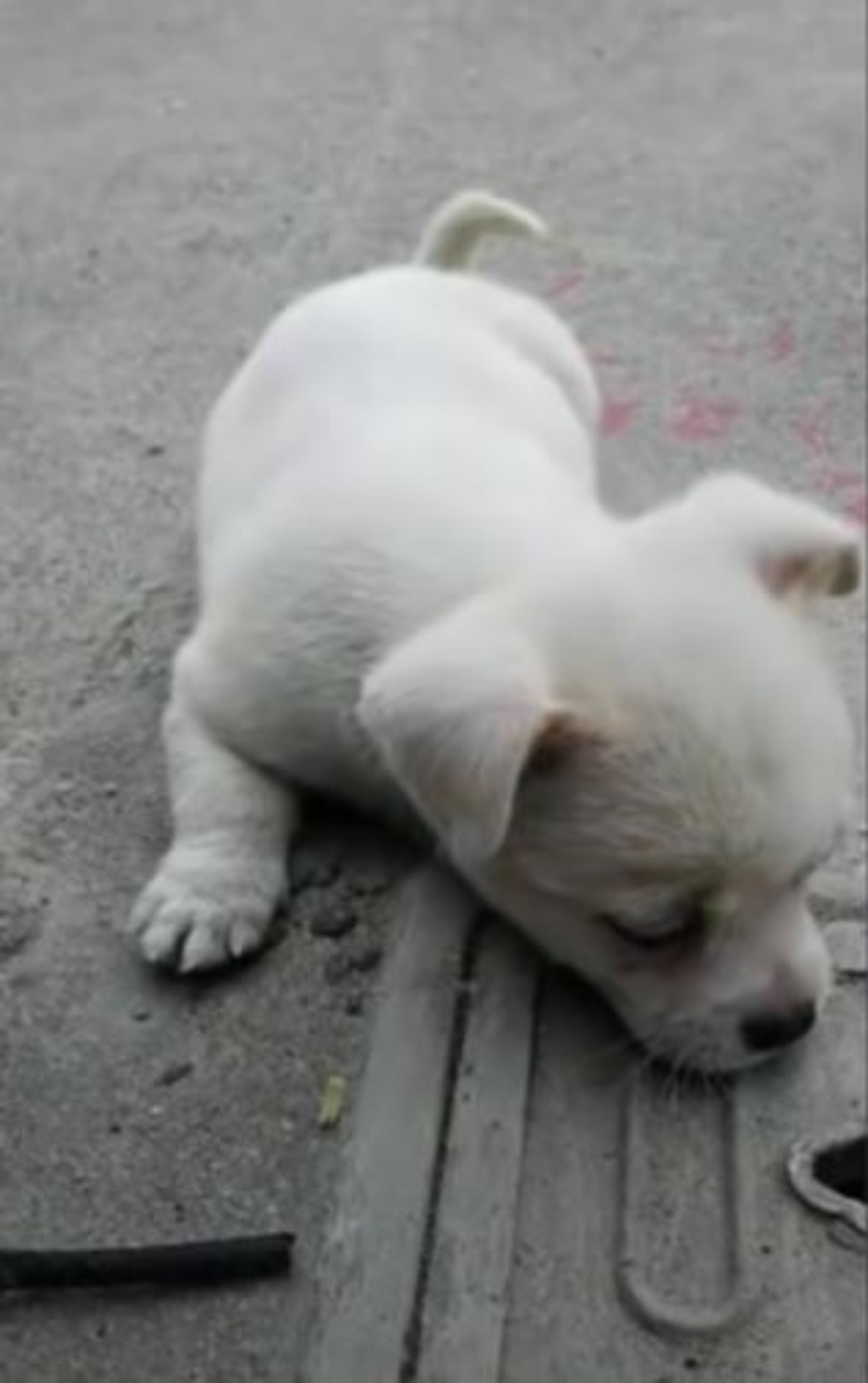 Un cagnolino steso a terra