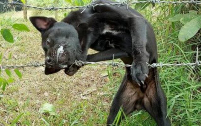 La sua mascella era intrappolata nel fino spinato: i soccorritori non sapevano come aiutare il cane